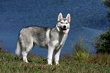SIBERIAN HUSKY 503